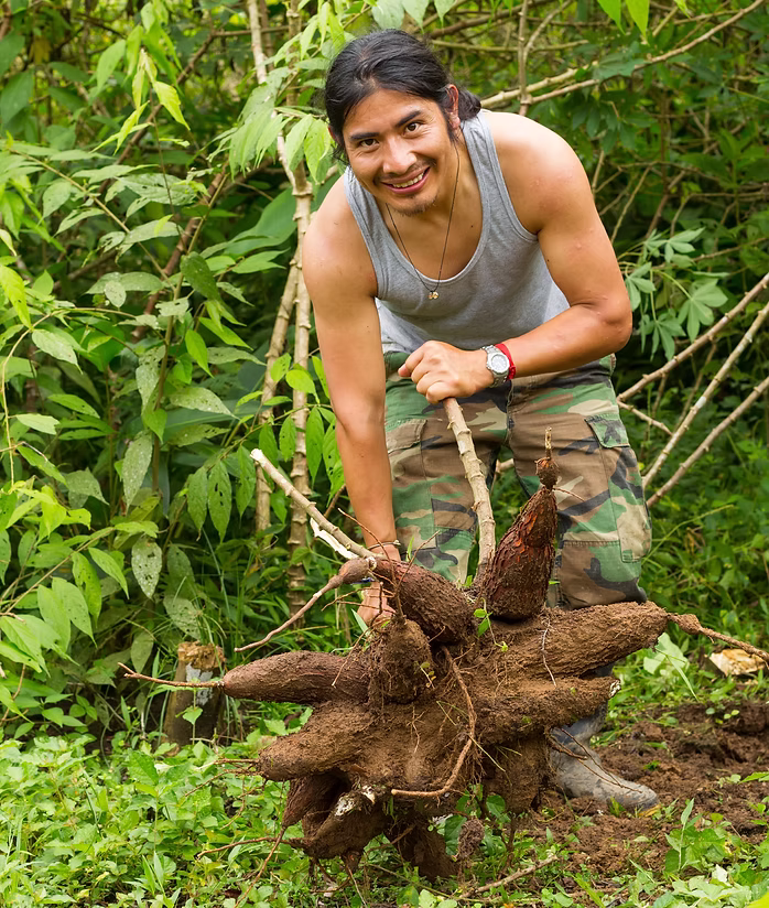Farmer lifting a freshly dug cluster of cassava roots