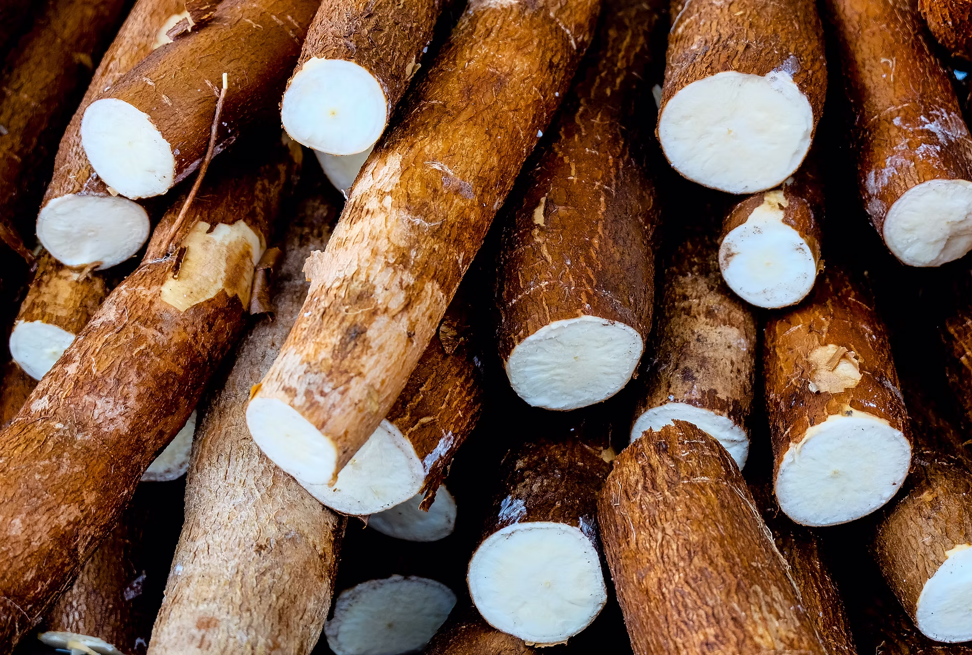 Cassava roots cut open showing the white starch-rich flesh