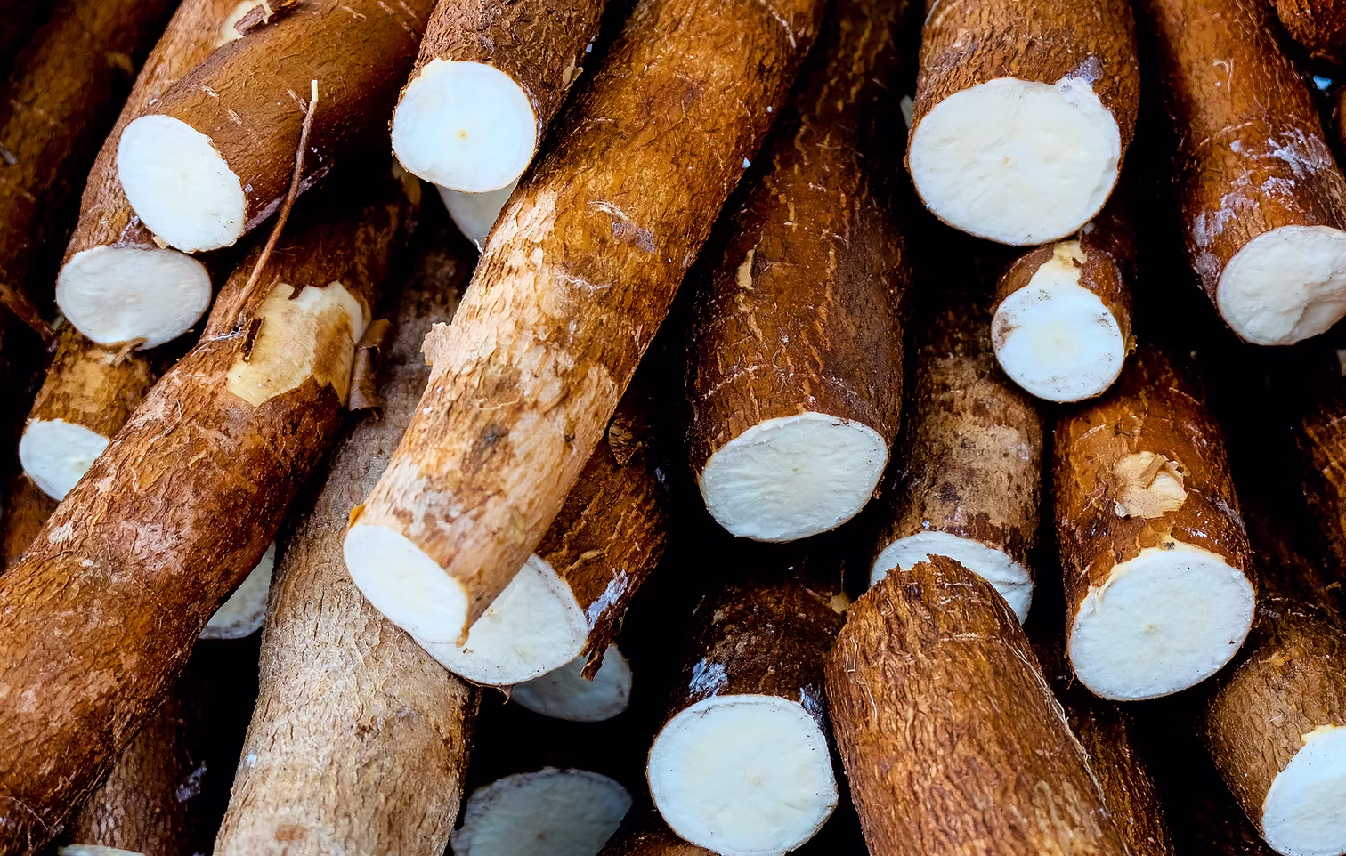 Freshly harvested cassava roots, cut to show the white starch-rich interior